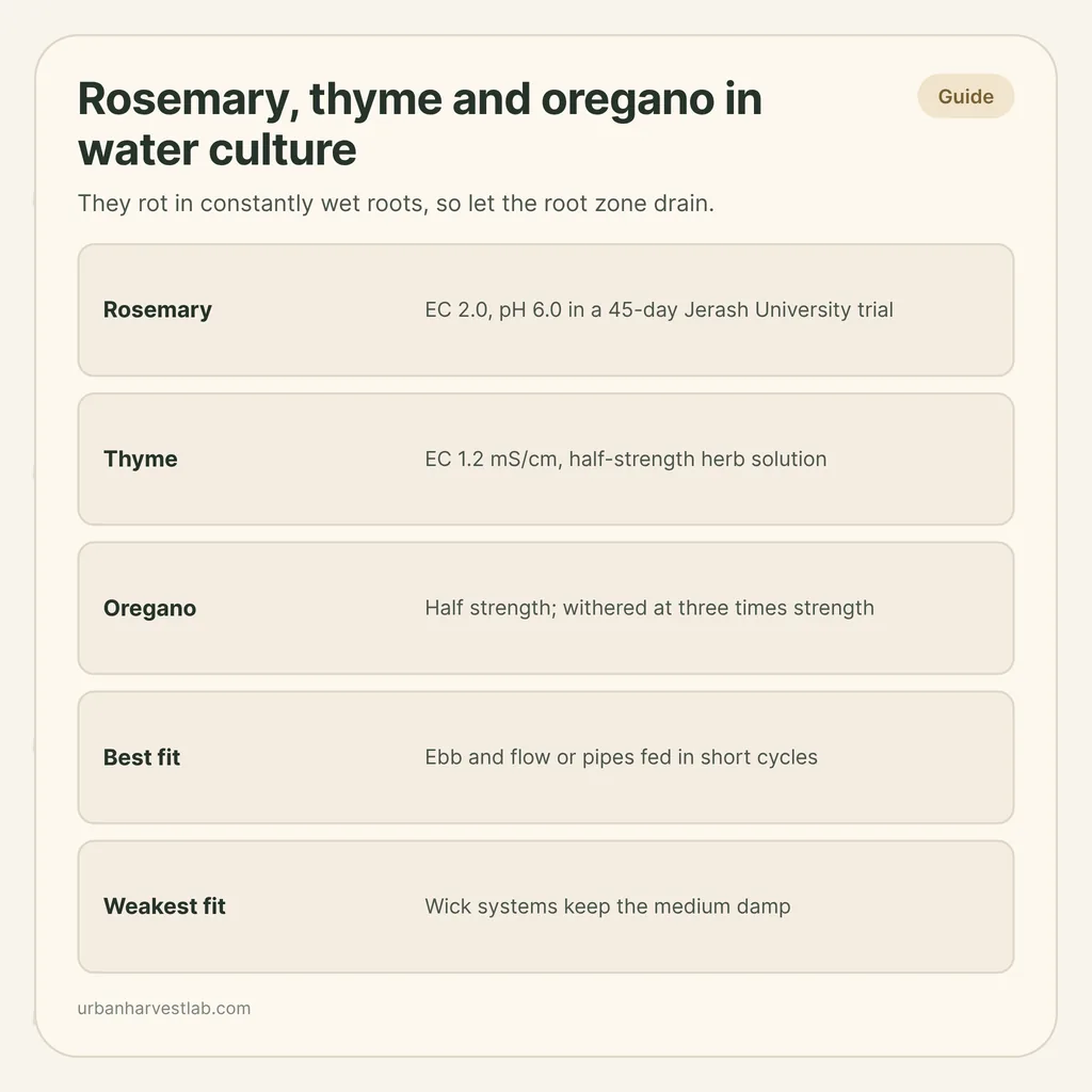 Infographic card: "Rosemary, thyme and oregano in water culture" with rows for nutrient strength per herb and the best and weakest system fits