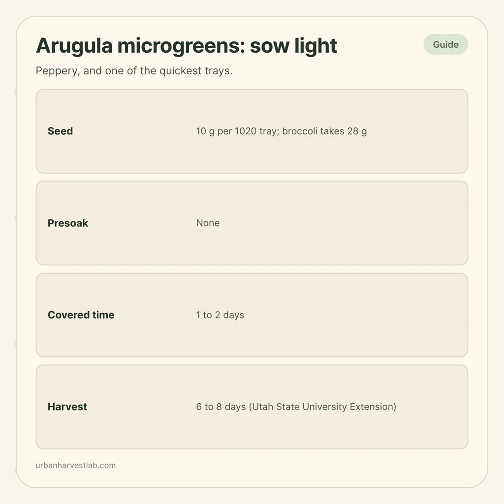 Infographic card: "Arugula microgreens: sow light" with rows for seed, presoak, covered time and harvest