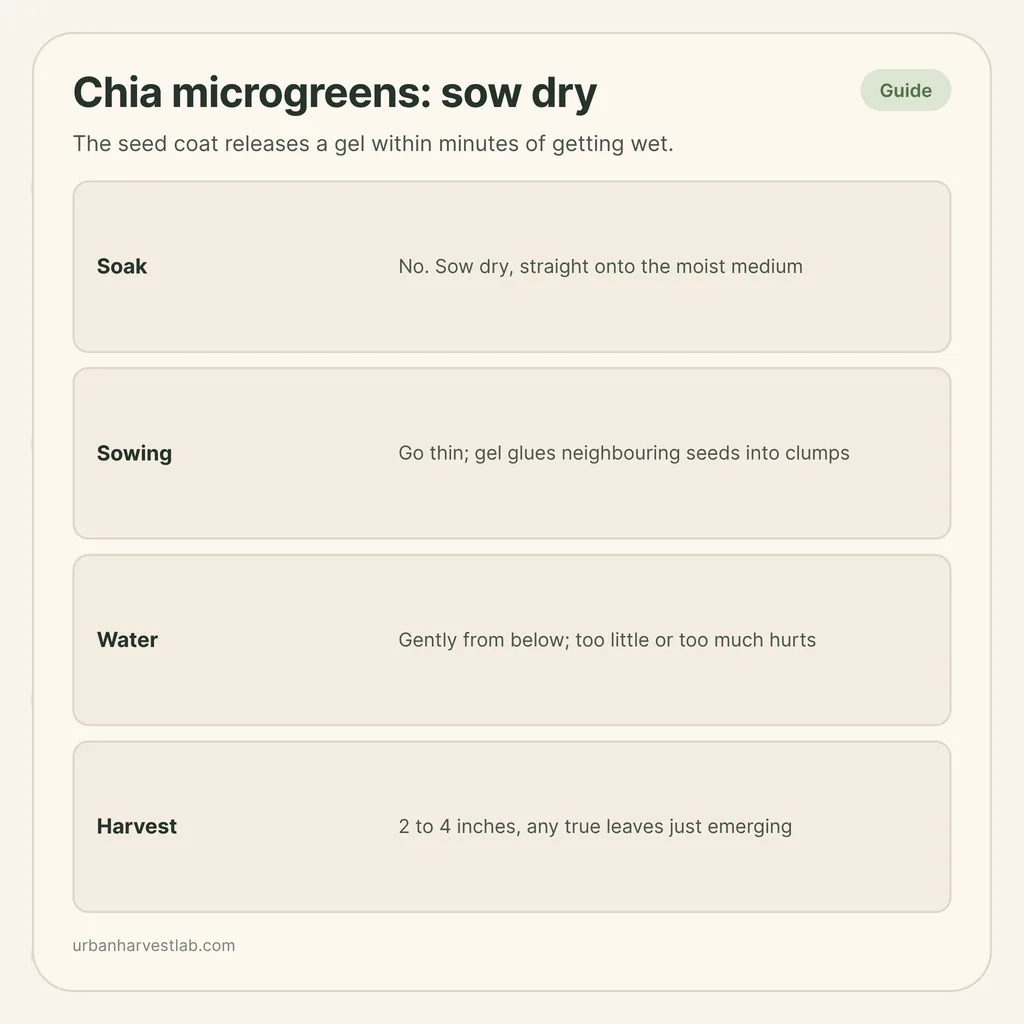 Infographic card: "Chia microgreens: sow dry" with rows for soak, sowing, water and harvest