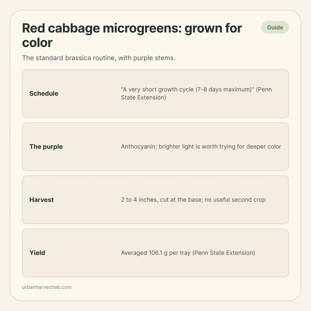 Infographic card: "Red cabbage microgreens: grown for color" with rows for schedule, purple color, harvest and yield