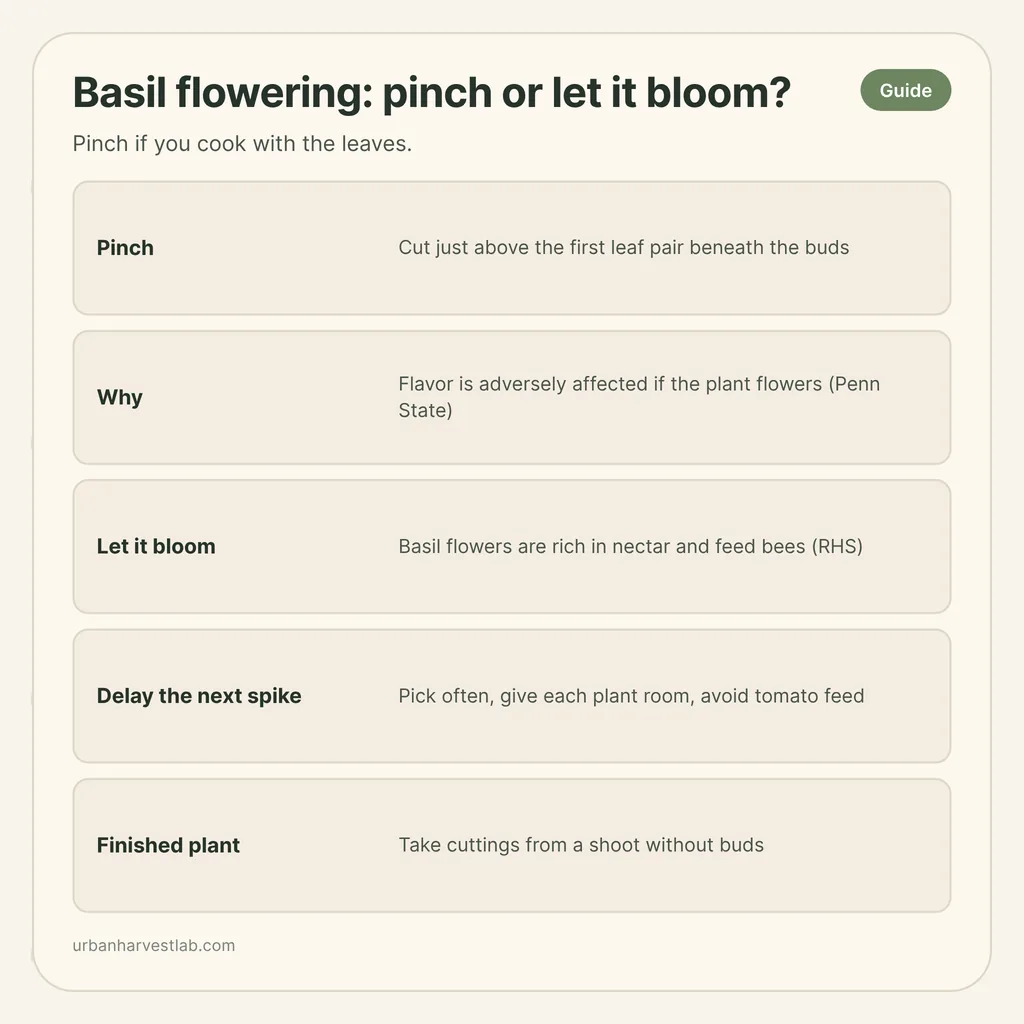 Infographic card: "Basil flowering: pinch or let it bloom?" with rows for pinching, flavor, blooming, delaying spikes and cuttings