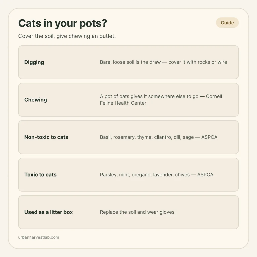 Infographic card: "Cats in your pots?" with rows for digging, chewing, non-toxic and toxic herbs, and litter-box soil