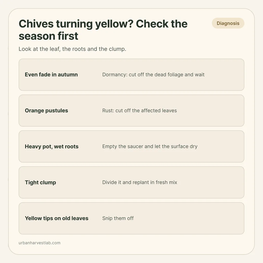 Infographic card: "Chives turning yellow? Check the season first" with rows for dormancy, rust, wet roots, a tight clump and old leaves