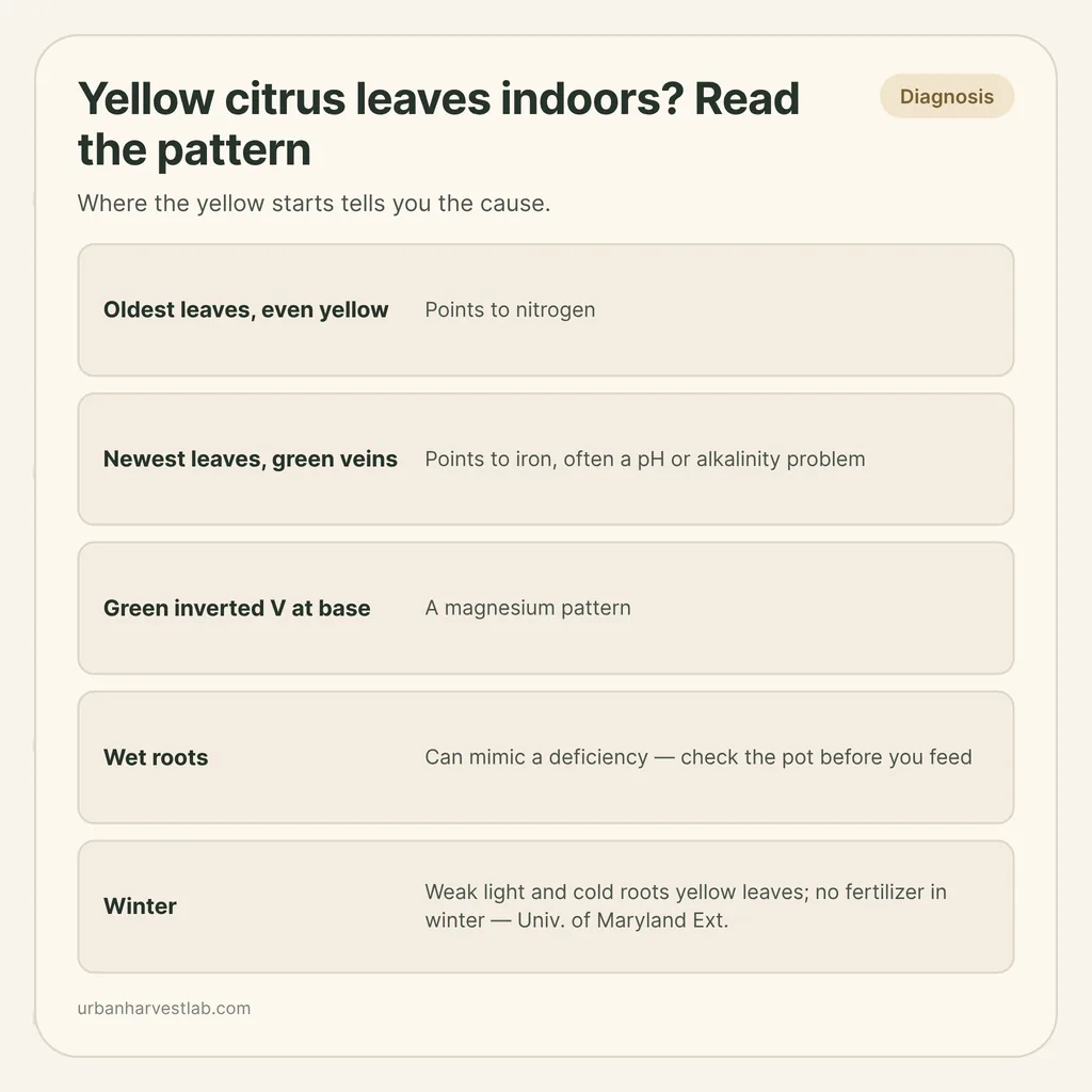 Infographic card: "Yellow citrus leaves indoors? Read the pattern" with rows for nitrogen, iron, magnesium, wet roots and winter