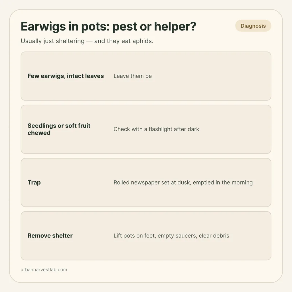 Infographic card: "Earwigs in pots: pest or helper?" with rows for when to leave them, night check, trap and removing shelter