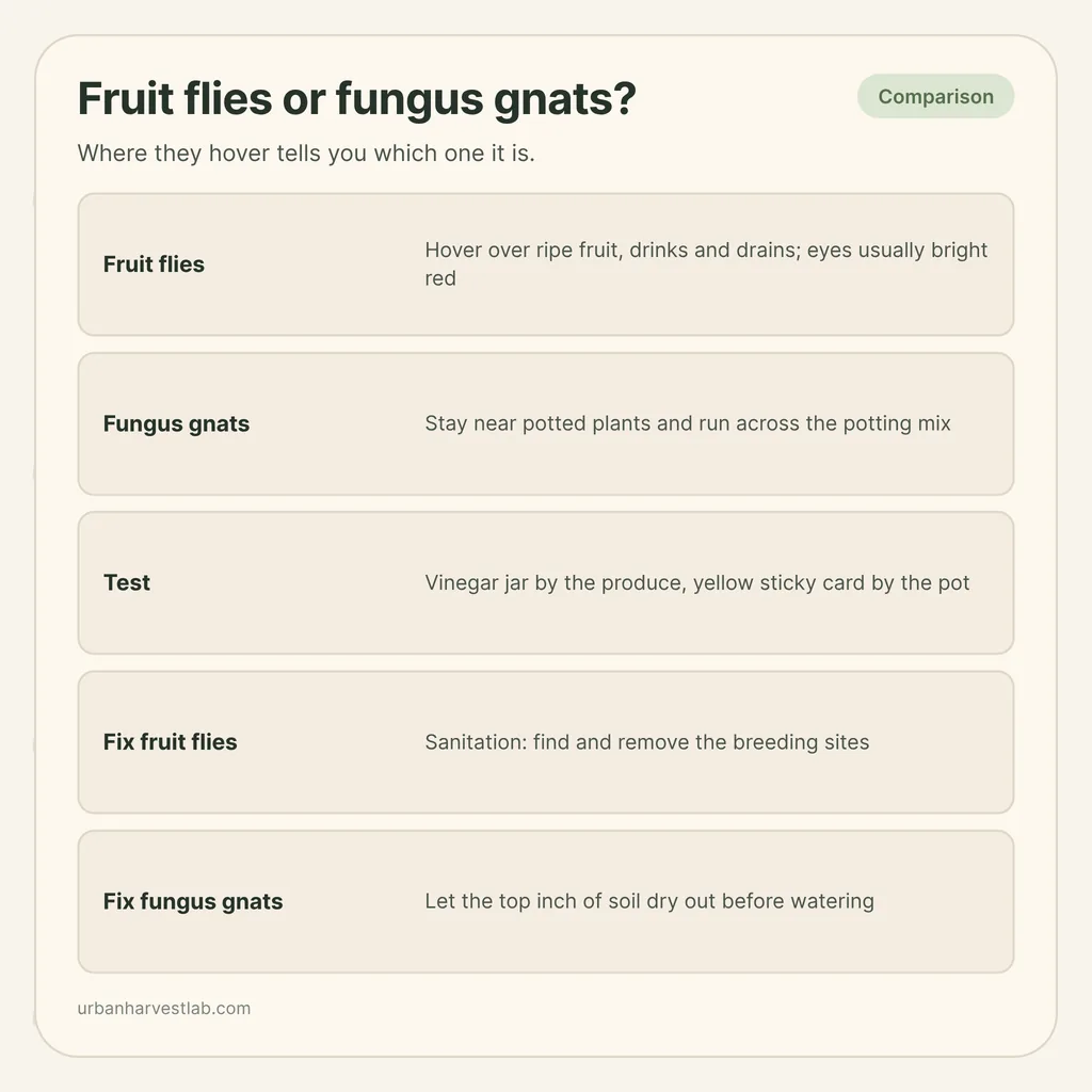 Infographic card: "Fruit flies or fungus gnats?" with rows for each fly, a two-trap test and the fix for each