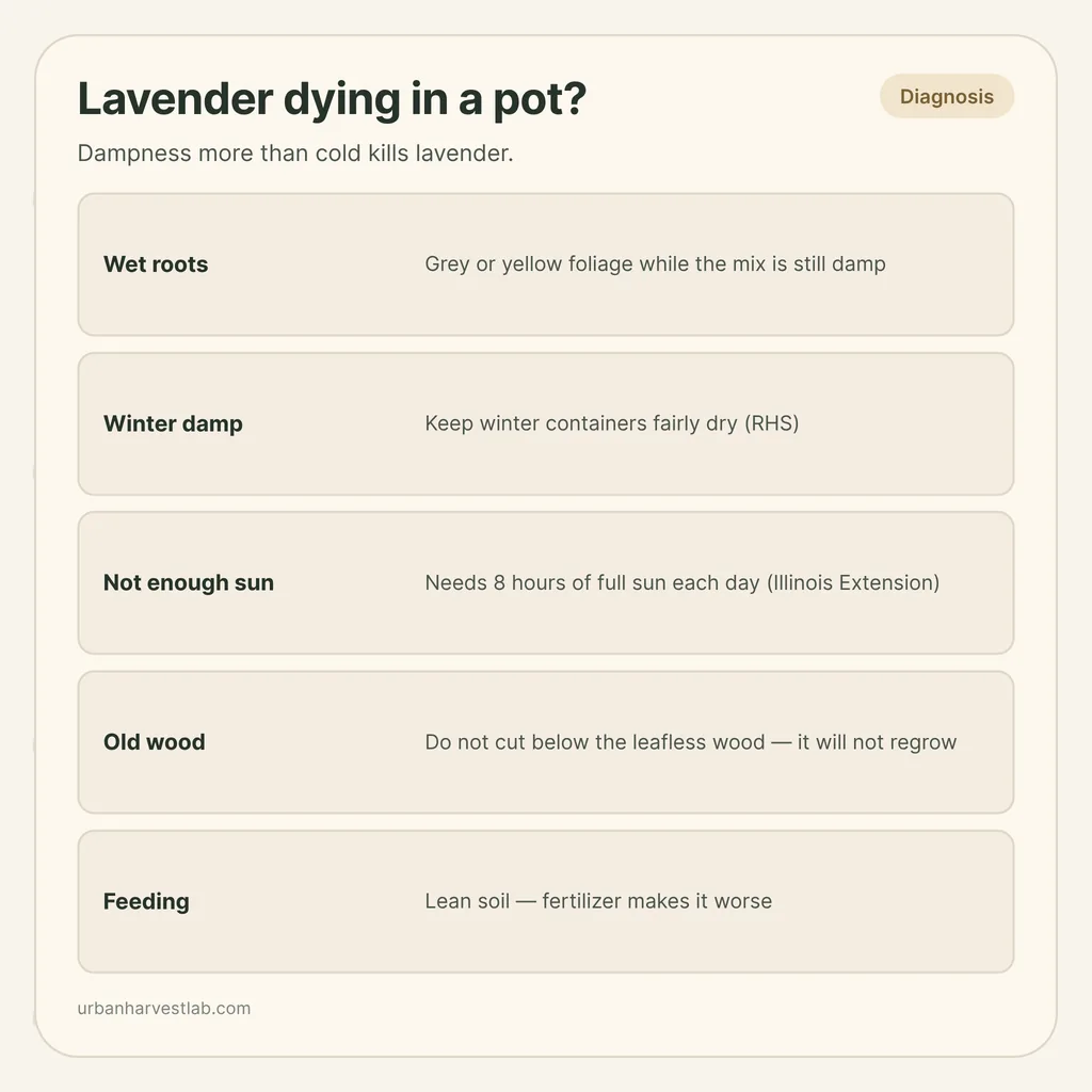 Infographic card: "Lavender dying in a pot?" with rows for wet roots, winter damp, sun, old wood and feeding