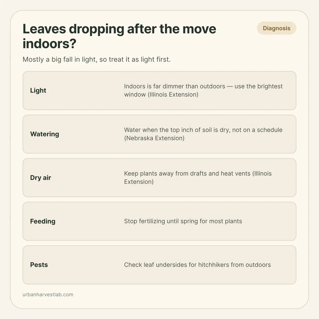 Infographic card: "Leaves dropping after the move indoors?" with rows for light, watering, dry air, feeding and pests
