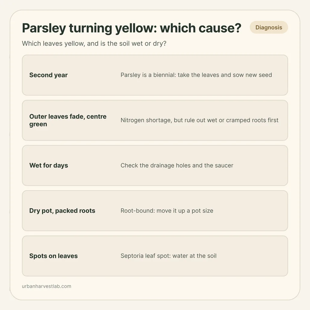 Infographic card: "Parsley turning yellow: which cause?" with rows for second year, nitrogen, wet roots, packed roots and leaf spot