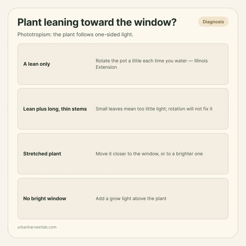 Infographic card: "Plant leaning toward the window?" with rows for a lean only, lean plus thin stems, a stretched plant and no bright window