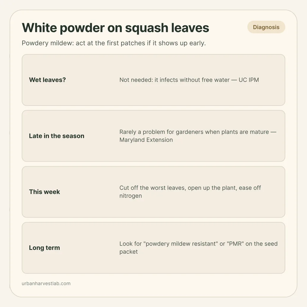 Infographic card: "White powder on squash leaves" with rows for wet leaves, late season, this week and long term
