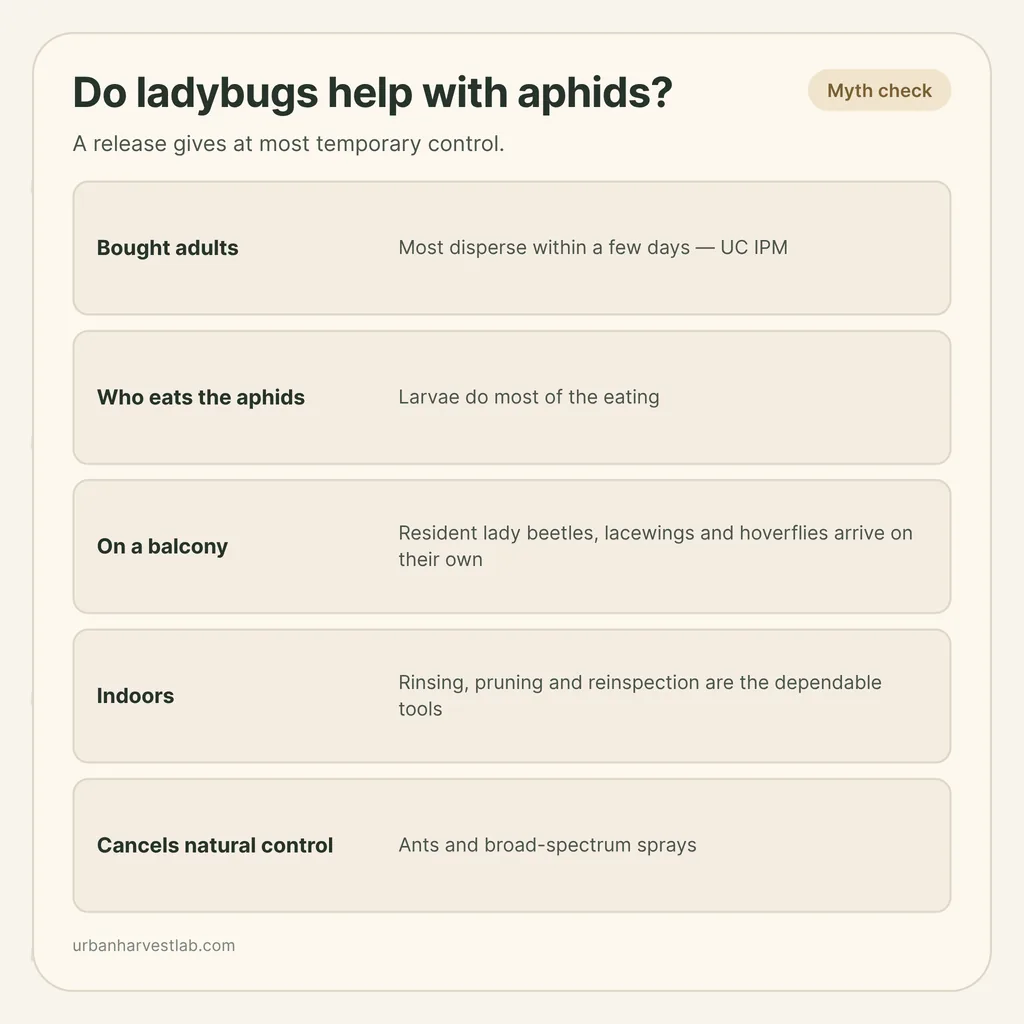 Infographic card: "Do ladybugs help with aphids?" with rows for bought adults, larvae, balcony, indoors and what cancels natural control