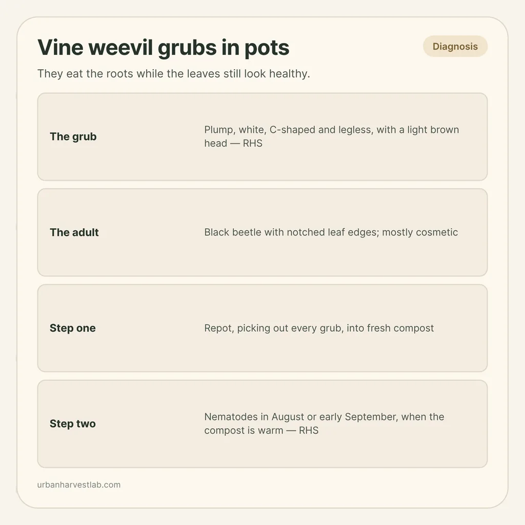 Infographic card: "Vine weevil grubs in pots" with rows for the grub, the adult, repotting and nematodes