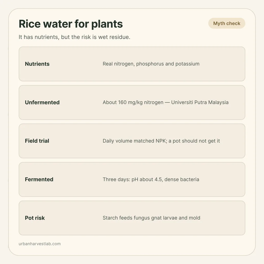 Infographic card: "Rice water for plants" with rows for nutrients, unfermented and fermented water, field trial and pot risk