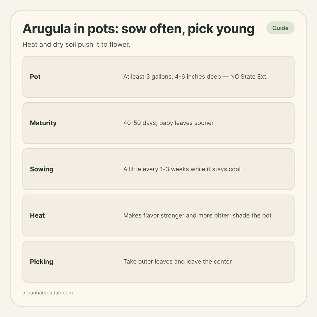 Infographic card: "Arugula in pots: sow often, pick young" with rows for pot size, maturity, sowing, heat and picking