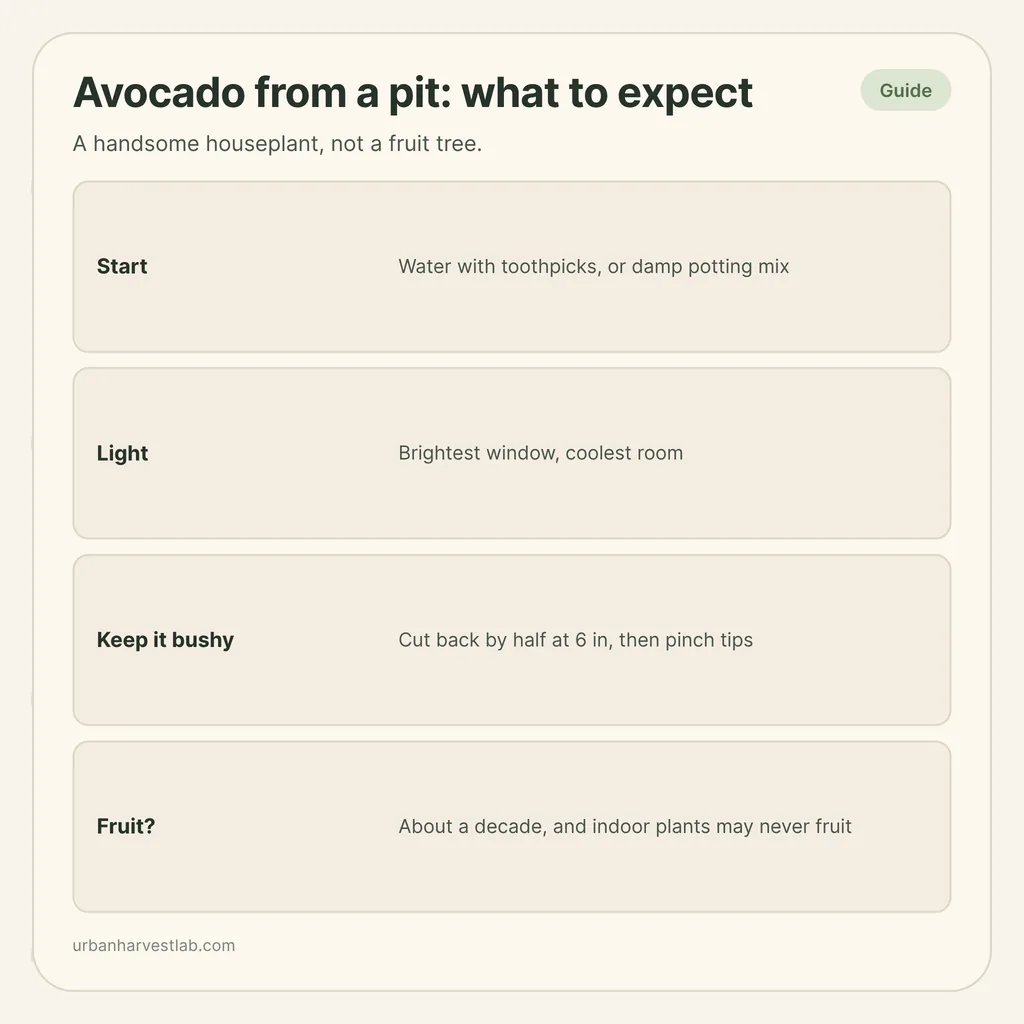 Infographic card: "Avocado from a pit: what to expect" with rows for starting, light, keeping it bushy and fruit