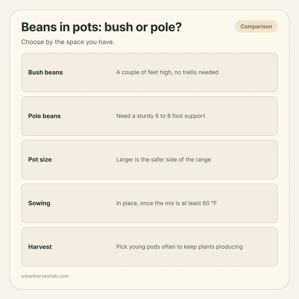 Infographic card: "Beans in pots: bush or pole?" with rows for bush beans, pole beans, pot size, sowing and harvest