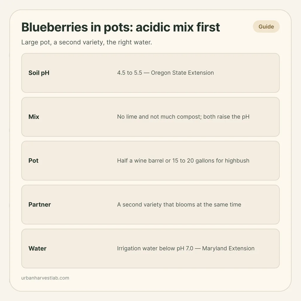 Infographic card: "Blueberries in pots: acidic mix first" with rows for soil pH, mix, pot, partner variety and water