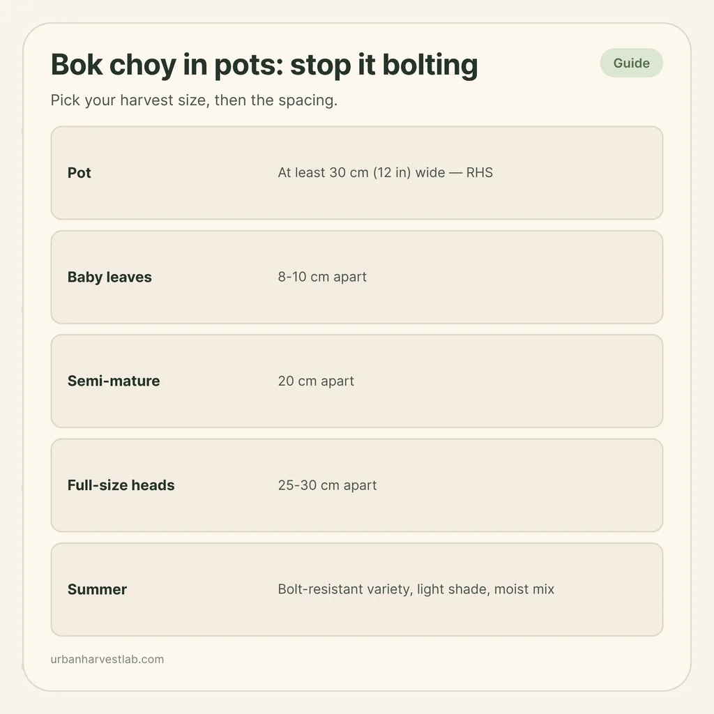 Infographic card: "Bok choy in pots: stop it bolting" with rows for pot width, spacing by harvest size and summer care