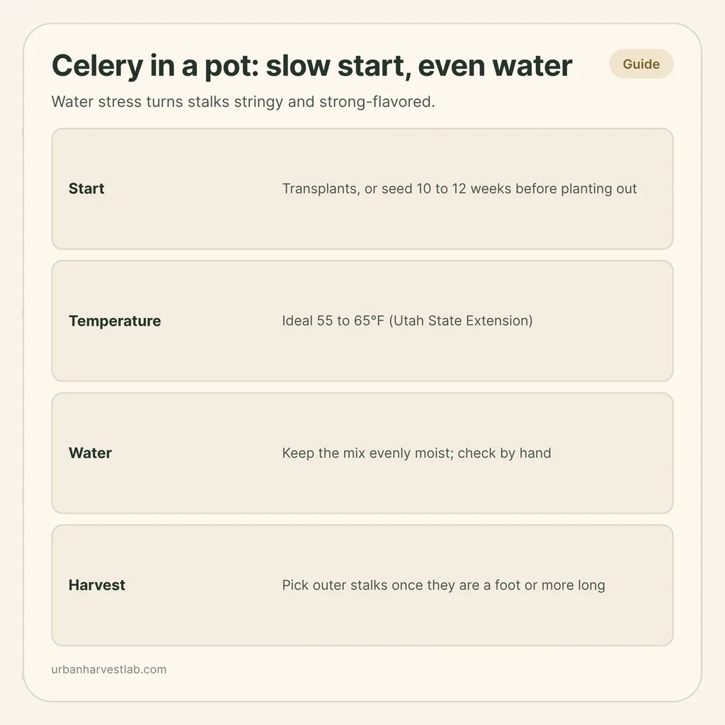 Infographic card: "Celery in a pot: slow start, even water" with rows for start, temperature, water and harvest