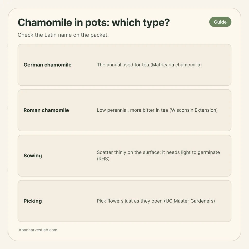Infographic card: "Chamomile in pots: which type?" with rows for german chamomile, roman chamomile, sowing, picking