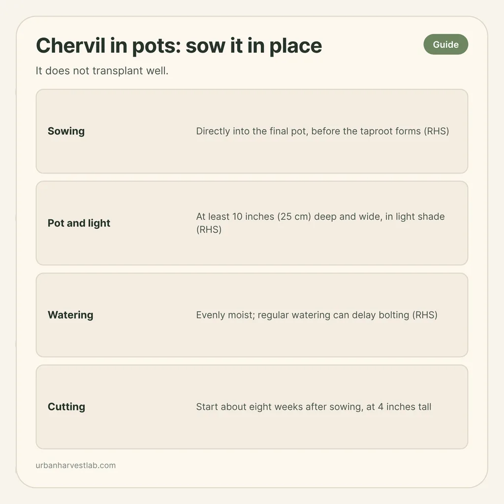 Infographic card: "Chervil in pots: sow it in place" with rows for sowing, pot and light, watering, cutting