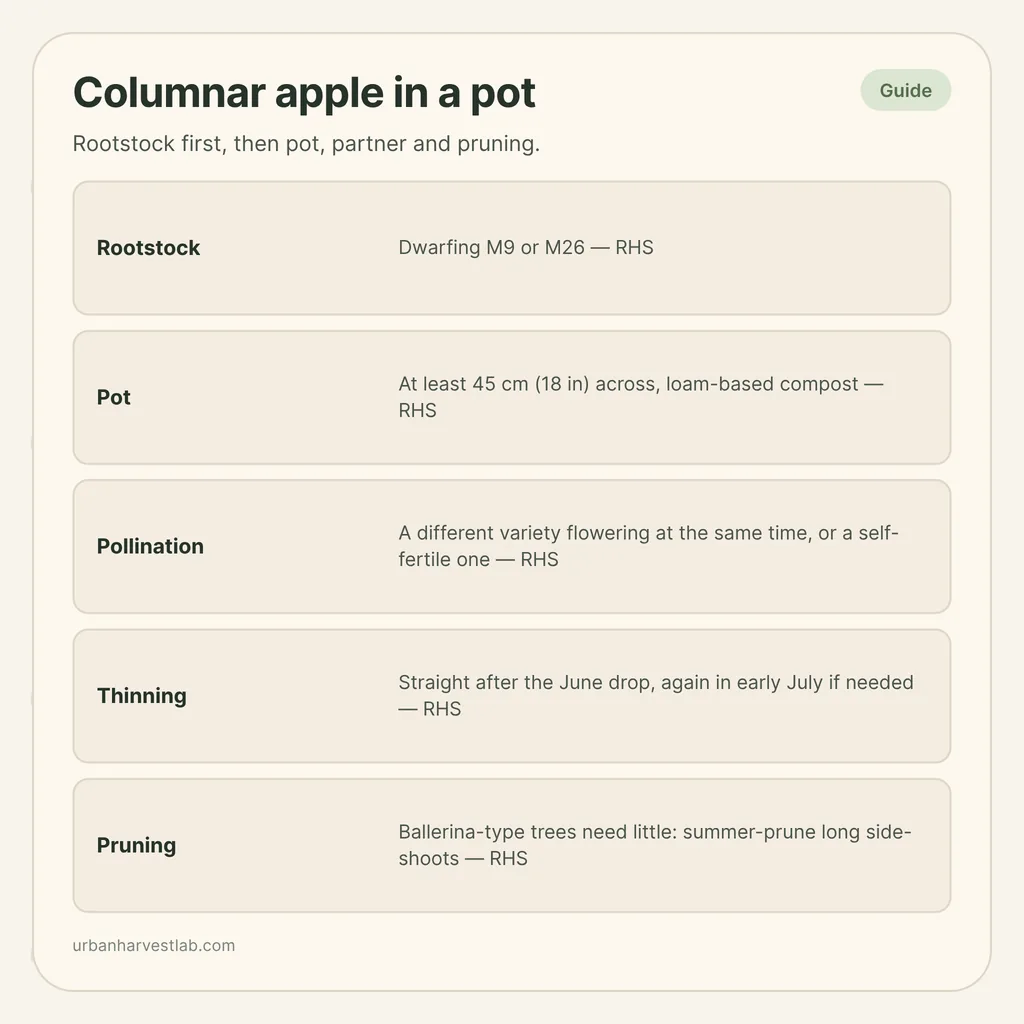 Infographic card: "Columnar apple in a pot" with rows for rootstock, pot, pollination, thinning and pruning