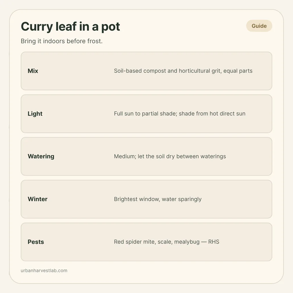Infographic card: "Curry leaf in a pot" with rows for mix, light, watering, winter and pests