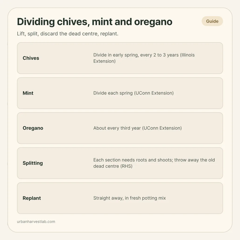 Infographic card: "Dividing chives, mint and oregano" with rows for chives, mint, oregano, splitting and replanting