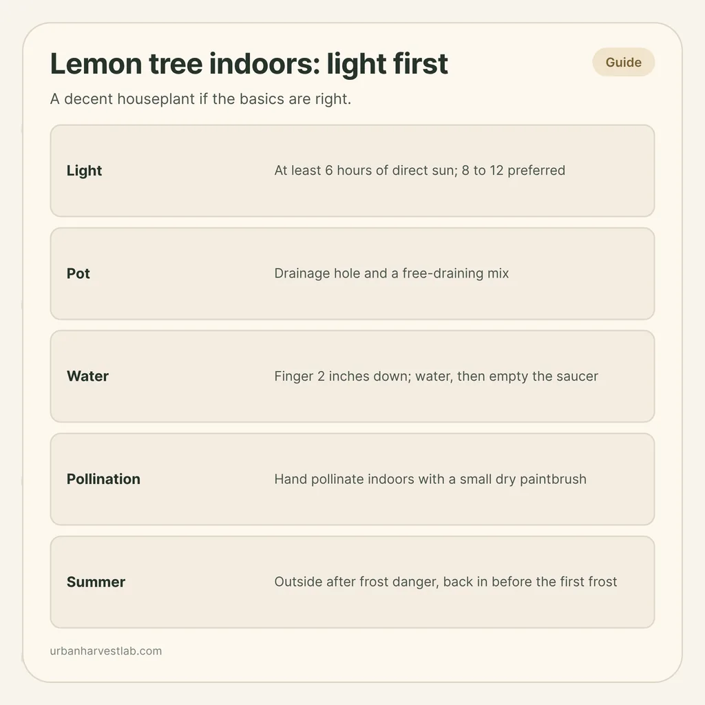 Infographic card: "Lemon tree indoors: light first" with rows for light, pot, water, pollination and summer outdoors