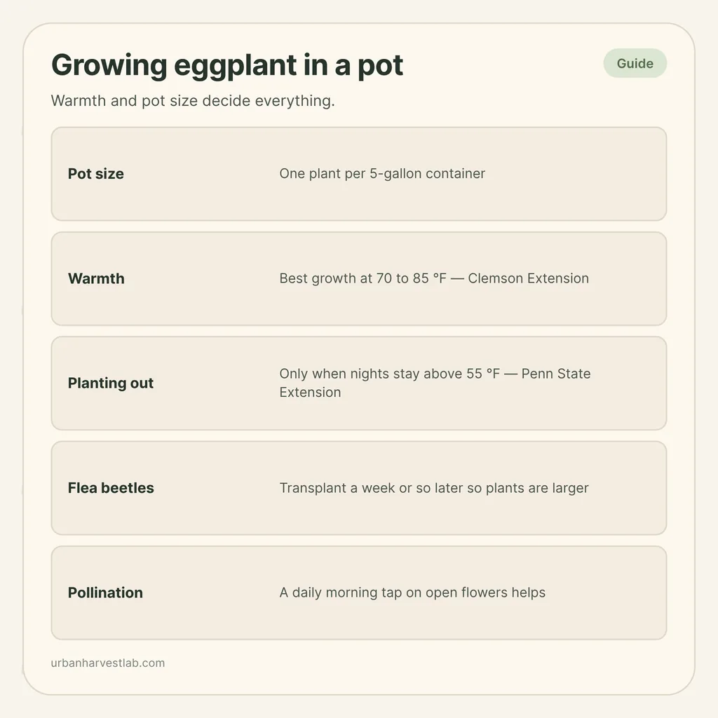 Infographic card: "Growing eggplant in a pot" with rows for pot size, warmth, planting out, flea beetles and pollination