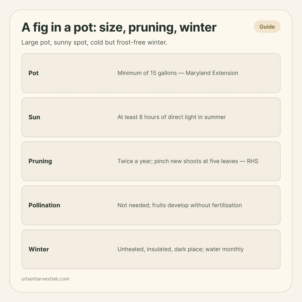 Infographic card: "A fig in a pot: size, pruning, winter" with rows for pot, sun, pruning, pollination and winter