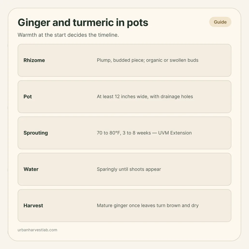 Infographic card: "Ginger and turmeric in pots" with rows for rhizome, pot, sprouting, water and harvest