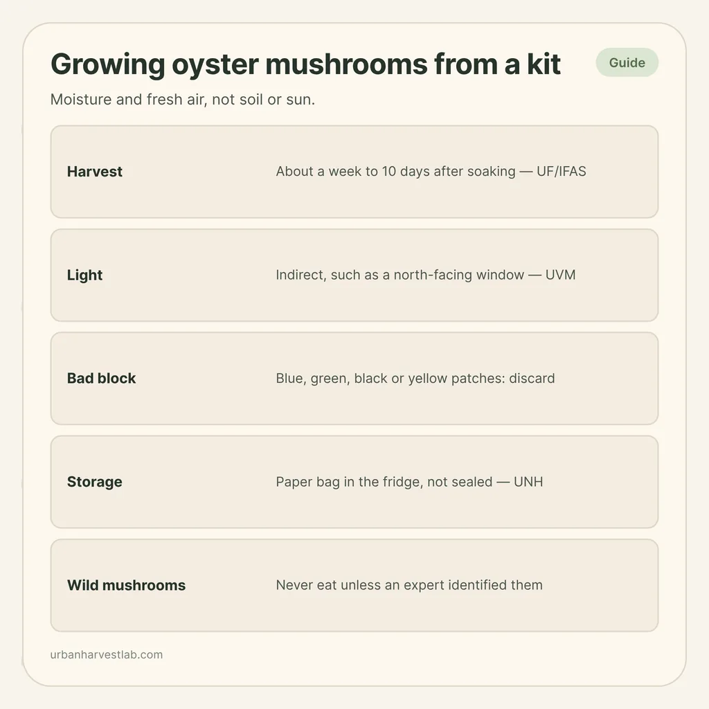 Infographic card: "Growing oyster mushrooms from a kit" with rows for harvest timing, light, bad blocks, storage and wild mushrooms