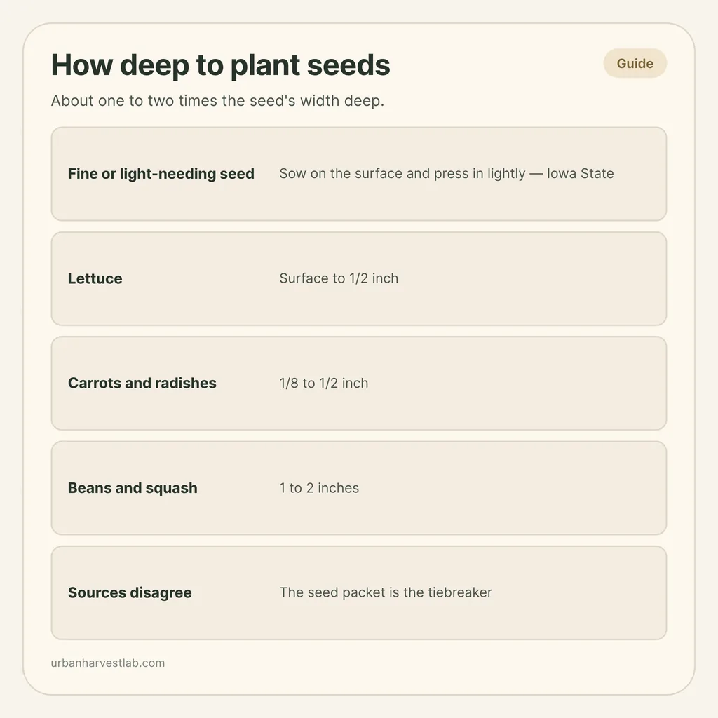 Infographic card: "How deep to plant seeds" with rows for surface sowing, lettuce, carrots and radishes, beans and squash, and the seed packet