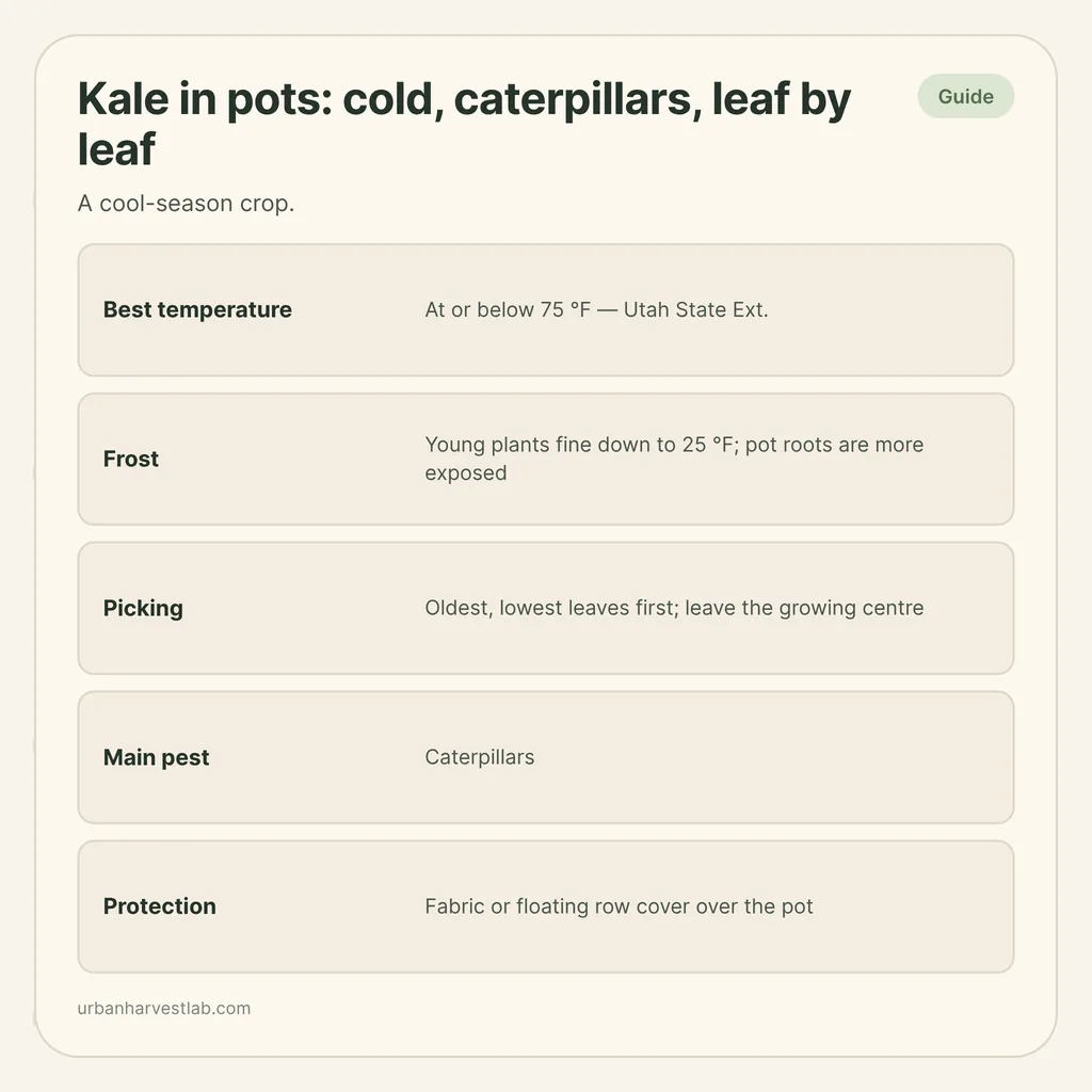 Infographic card: "Kale in pots: cold, caterpillars, leaf by leaf" with rows for temperature, frost, picking, caterpillars and row cover