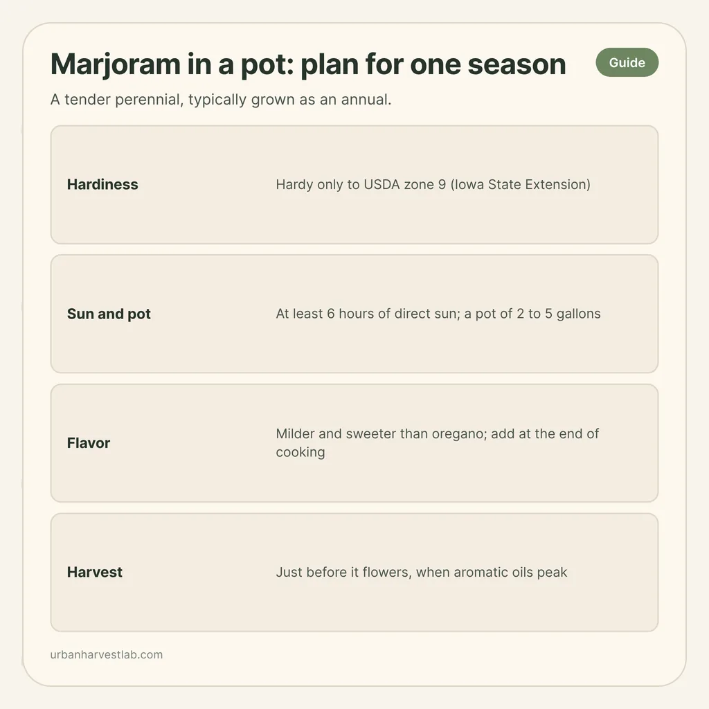 Infographic card: "Marjoram in a pot: plan for one season" with rows for hardiness, sun and pot, flavor, harvest