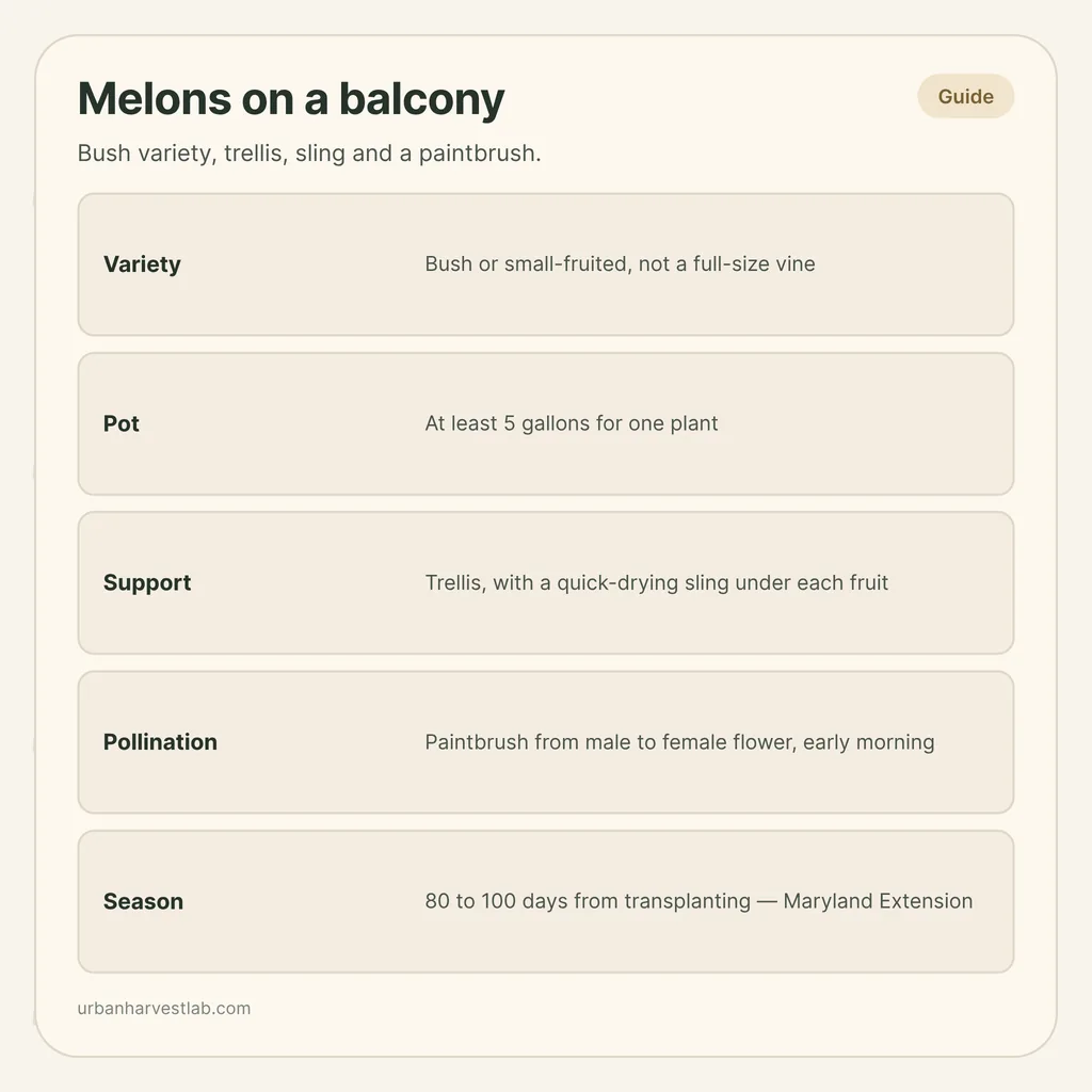 Infographic card: "Melons on a balcony" with rows for variety, pot, support, pollination and season