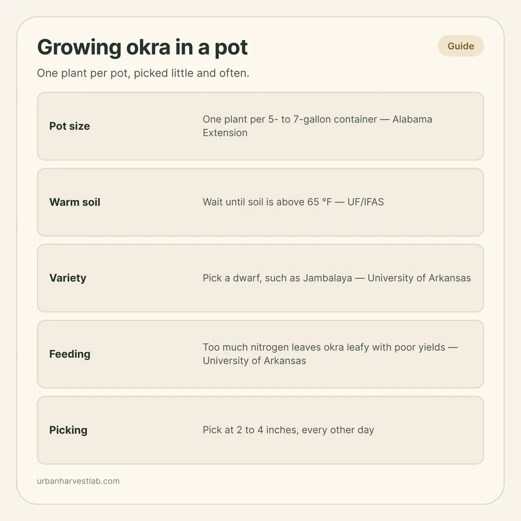 Infographic card: "Growing okra in a pot" with rows for pot size, warm soil, variety, feeding and picking