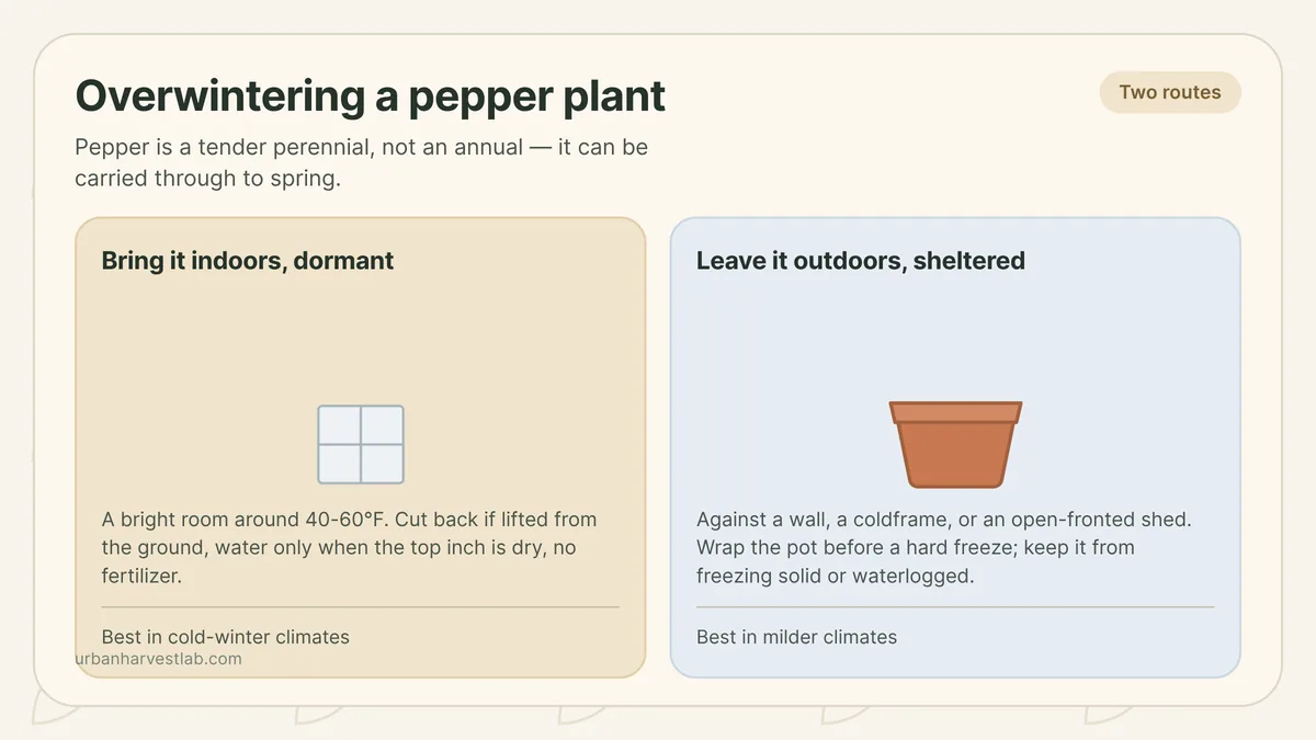 A pepper plant cut back and repotted next to a bright window, ready to overwinter indoors