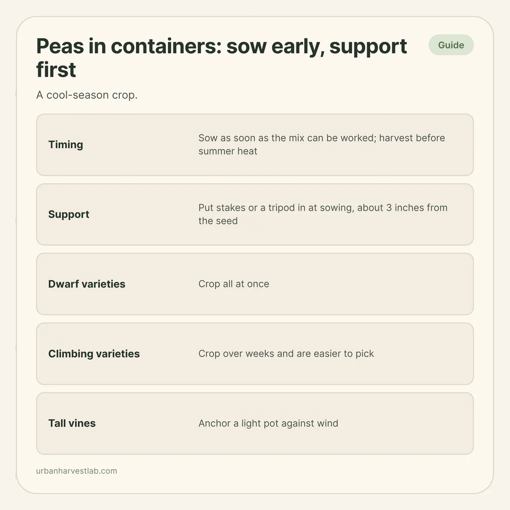 Infographic card: "Peas in containers: sow early, support first" with rows for timing, support, dwarf and climbing varieties, tall vines