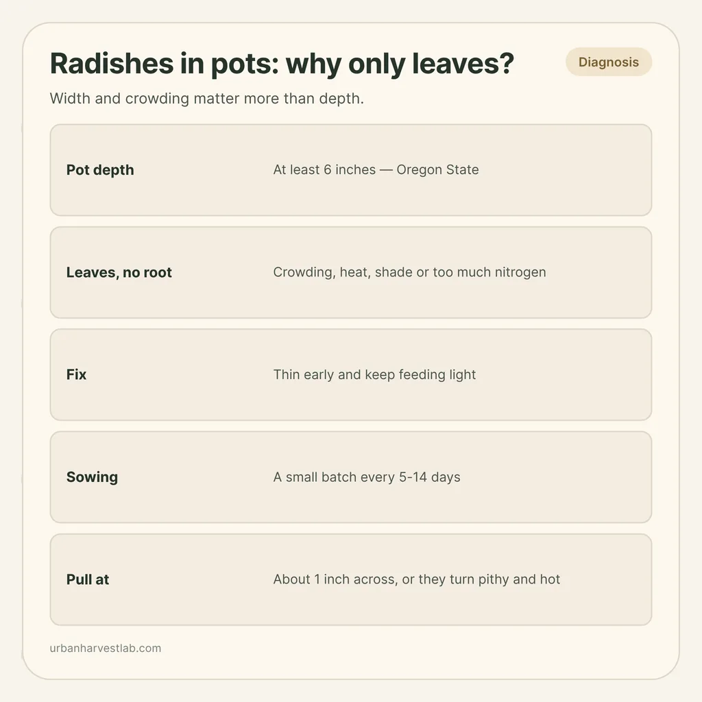 Infographic card: "Radishes in pots: why only leaves?" with rows for pot depth, causes of leaves without roots, sowing and pulling