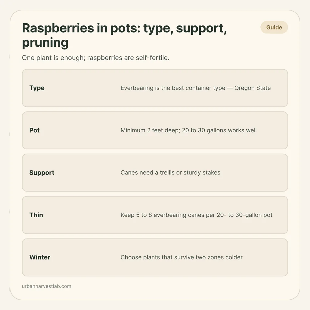 Infographic card: "Raspberries in pots: type, support, pruning" with rows for type, pot, support, thinning and winter