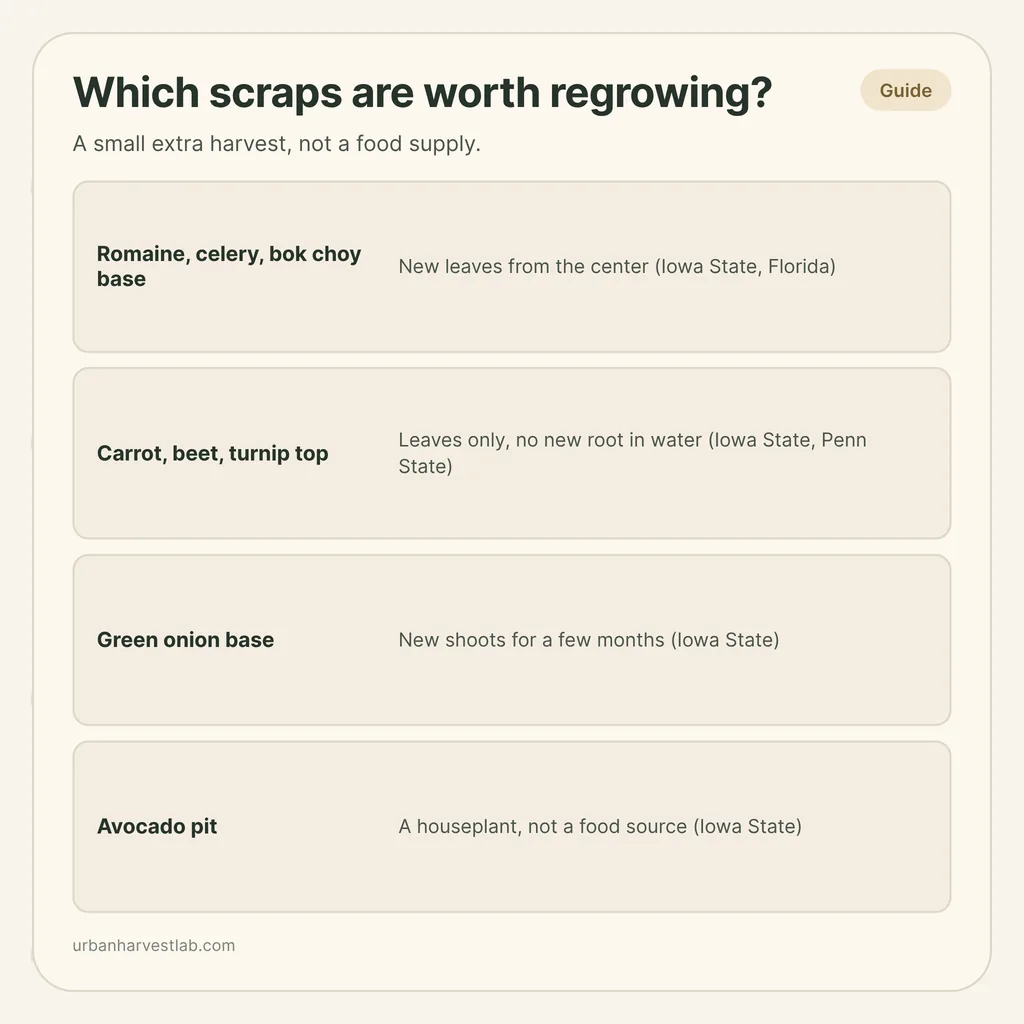 Infographic card: "Which scraps are worth regrowing?" with rows for romaine, carrot tops, green onion base and avocado pit