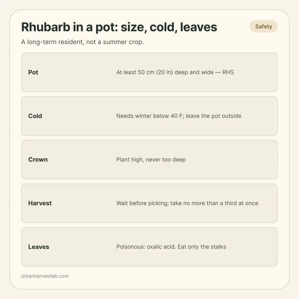 Infographic card: "Rhubarb in a pot: size, cold, leaves" with rows for pot, cold, crown, harvest and leaves