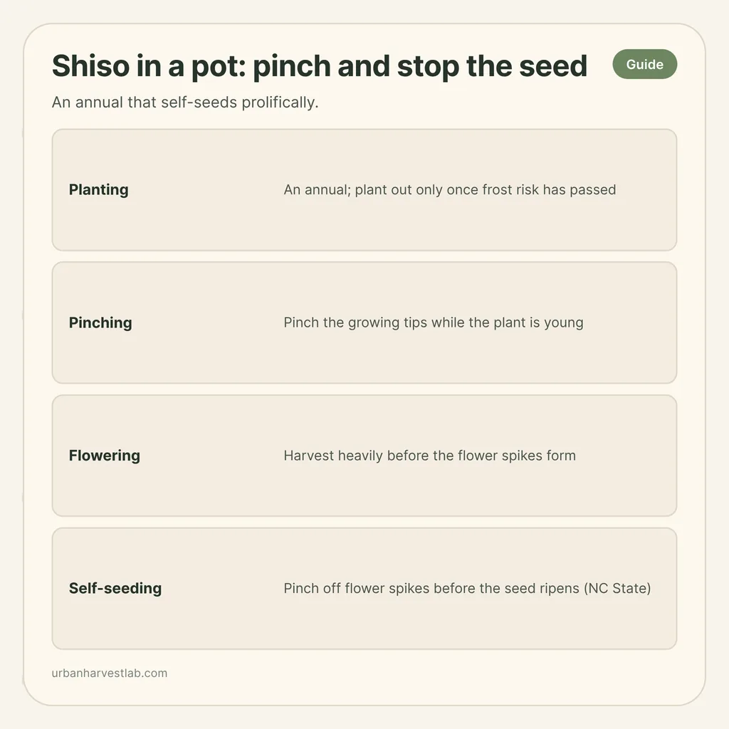 Infographic card: "Shiso in a pot: pinch and stop the seed" with rows for planting, pinching, flowering, self-seeding