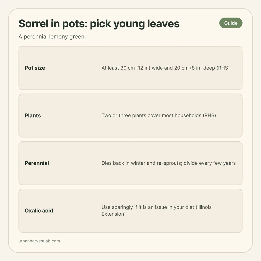 Infographic card: "Sorrel in pots: pick young leaves" with rows for pot size, plants, perennial, oxalic acid