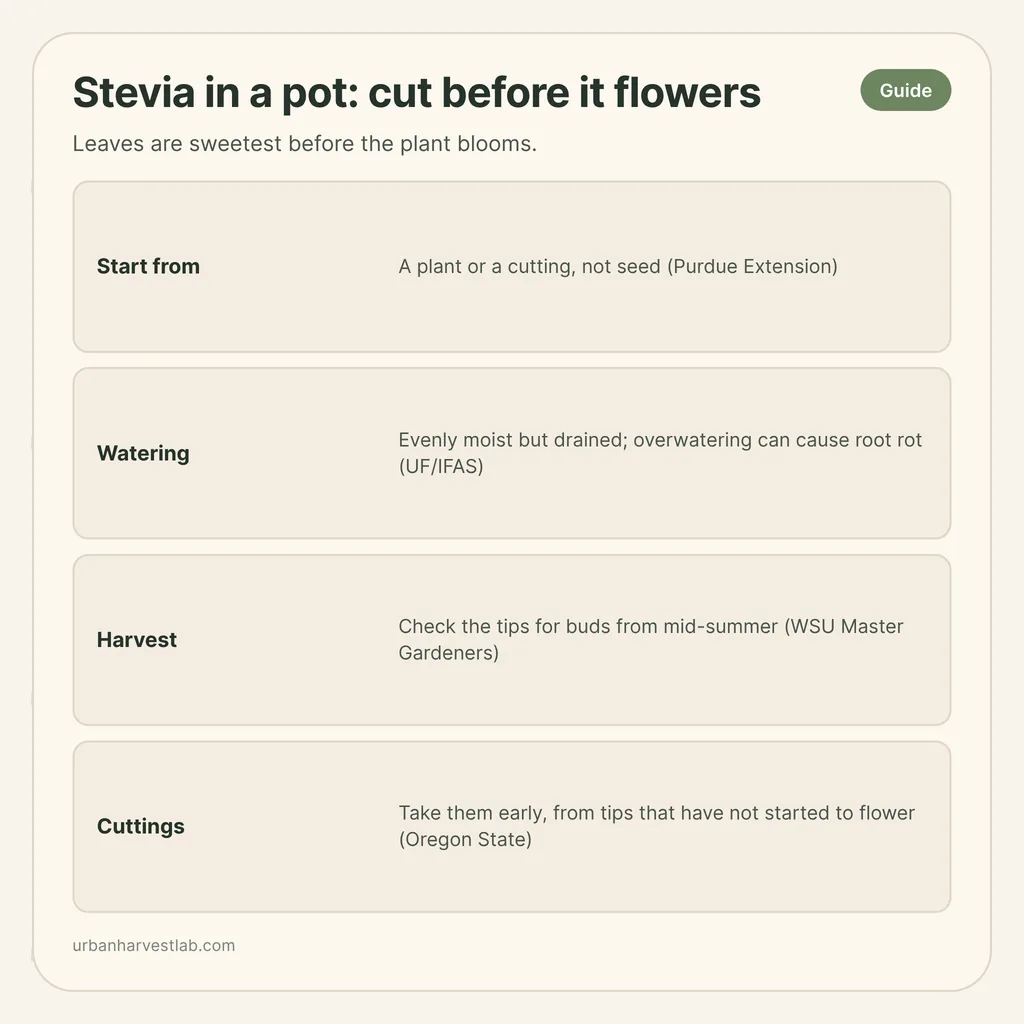 Infographic card: "Stevia in a pot: cut before it flowers" with rows for start from, watering, harvest, cuttings