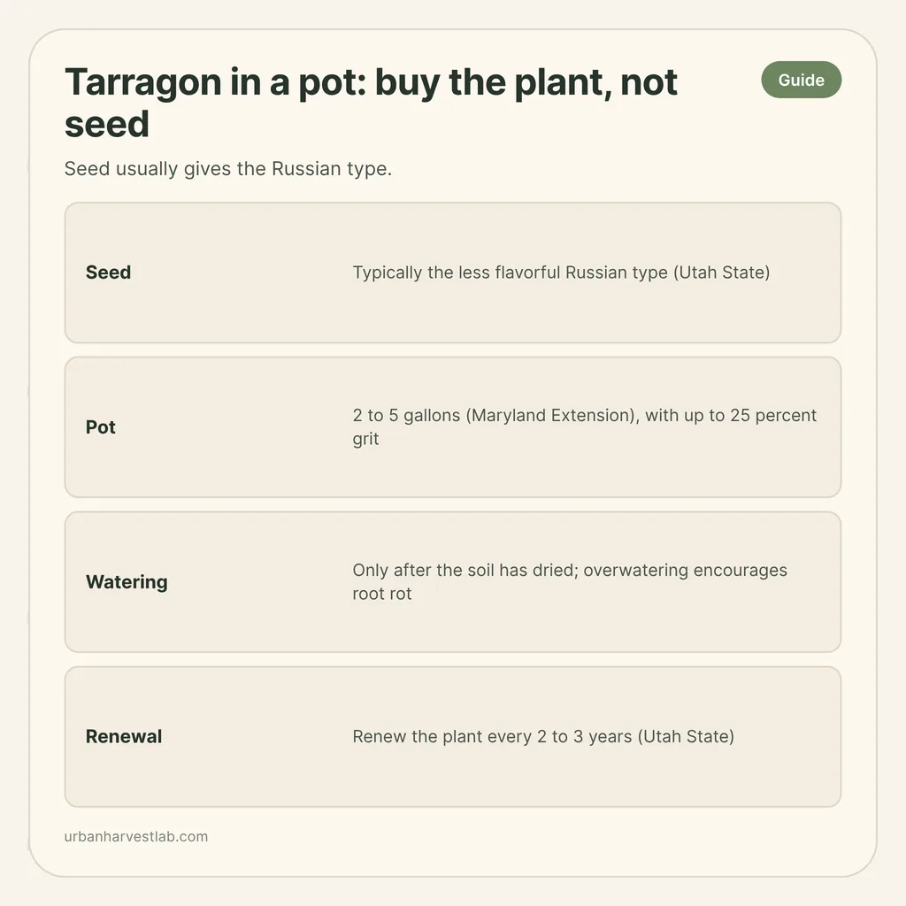 Infographic card: "Tarragon in a pot: buy the plant, not seed" with rows for seed, pot, watering, renewal