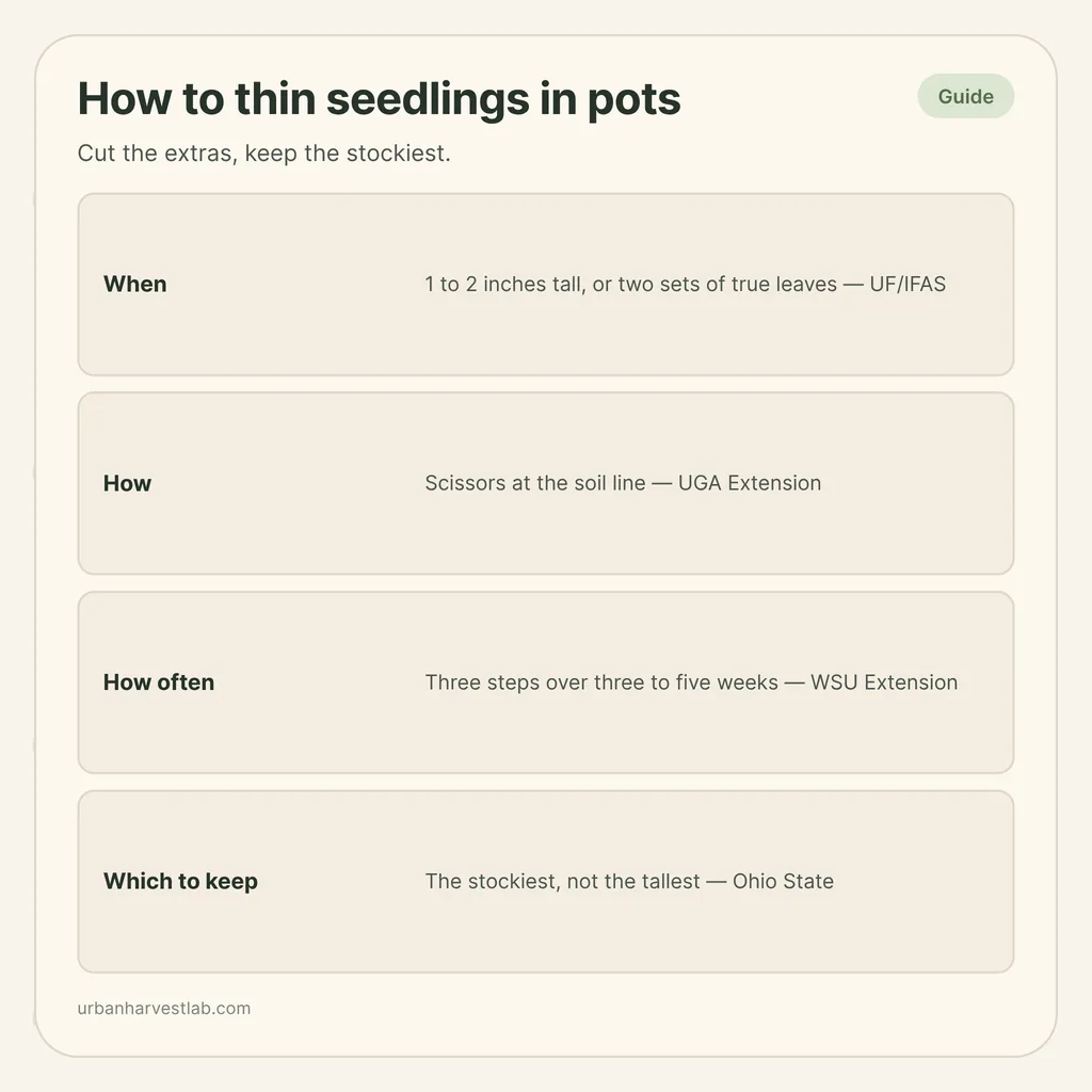 Infographic card: "How to thin seedlings in pots" with rows for when, how, how often and which seedling to keep